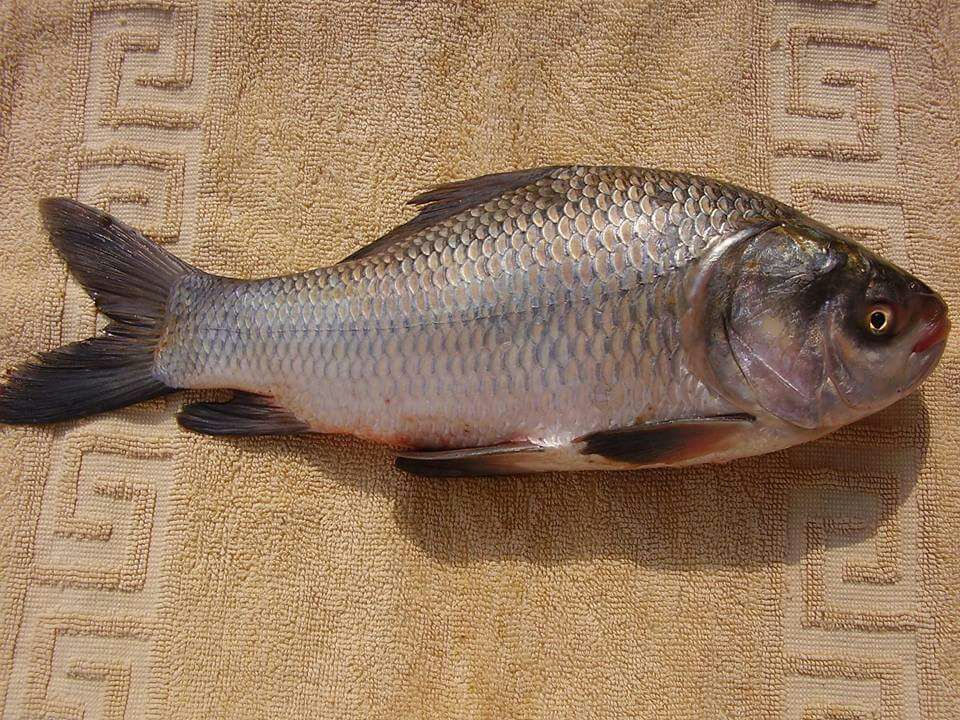 Hotel samruddhi fish and sea food